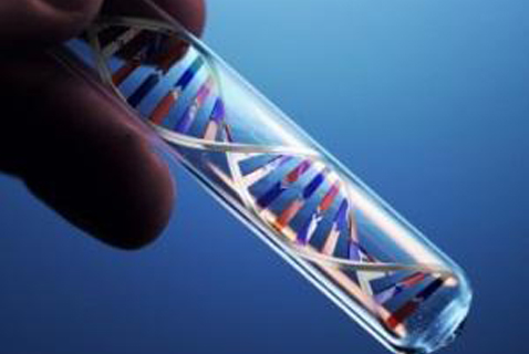 Estudios señalan problemas en la edición genética de embriones humanos