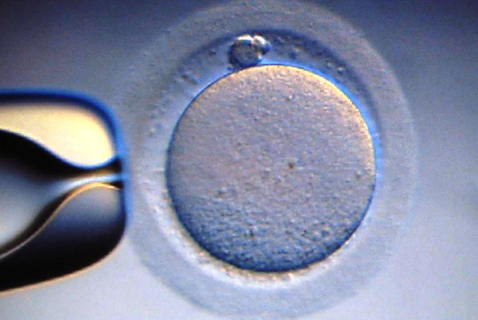 Embriones por encargo