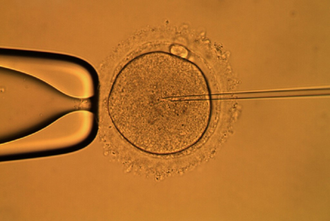 ¿Donar embriones humanos? Inconsistencias de un proyecto de ley