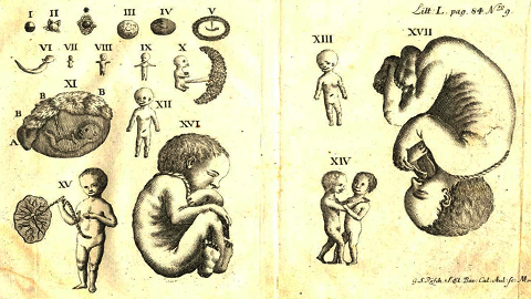 El embrión humano y los artículos 17 y 57 del Código Civil y Comercial