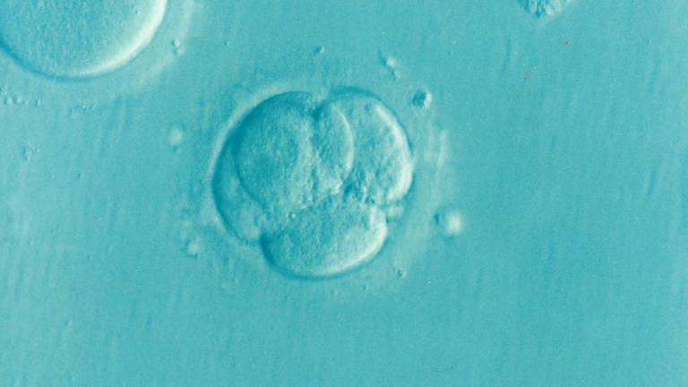 Embriones humanos producidos a partir de células de la piel. Aplicación del principio precautorio